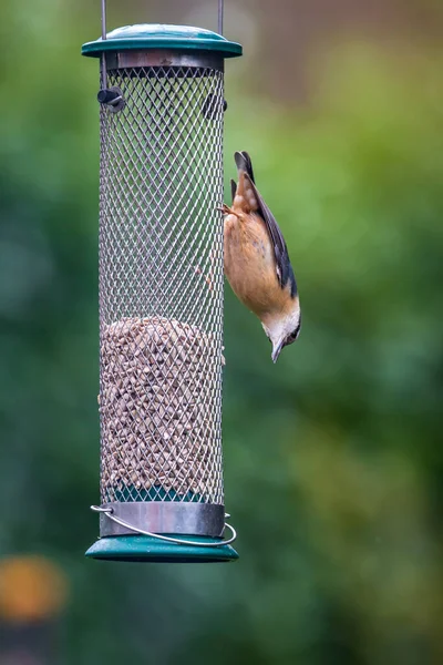 A nuthatch perched on a garden bird feeder in the spring sunshine
