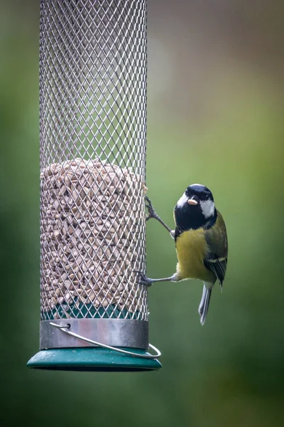 Great Tit Sunflower Seed His Beak Looking Camera — 스톡 사진