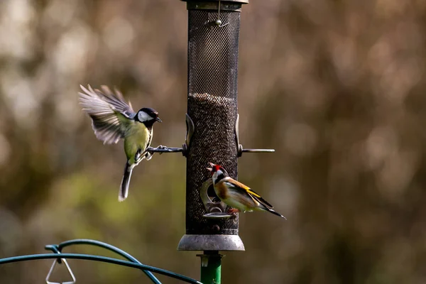 Conflict Bird Feeder Goldfinch Squawking Great Tit — Stok fotoğraf