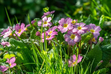 Kırsalda sığ bir tarla derinliği olan bir çuha çiçeği sürüsü.