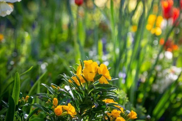 Erysimum Cheiri Comúnmente Conocido Como Wallflower Sol Primavera —  Fotos de Stock