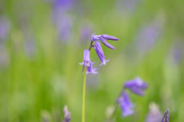 Bir bahar günü Sussex Ormanı 'nda bir BlueBell çiçeğinin yakın çekimi.