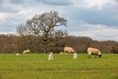 Sussex 'te koyunların otladığı bir tarla.