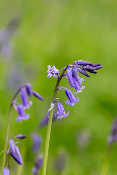 A close up of a bluebell flower in Sussex woodland, on a spring day