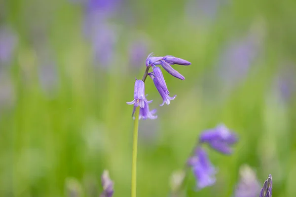 A close up of a bluebell flower in Sussex woodland, on a spring day