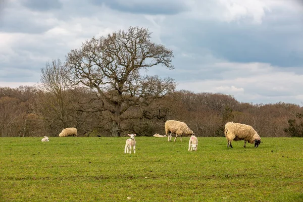 Field Sussex Ewes Lambs Grazing — Stock Photo, Image