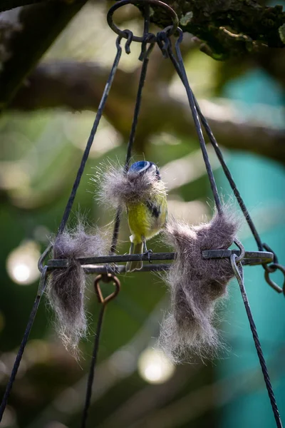 Blue Tit Springtime Collecting Cat Fur Has Been Left Out — стоковое фото