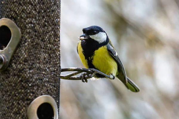 A close up of a parus major, commonly known as a great tit, perched on a bird feeder holding a sunflower seed in his beak