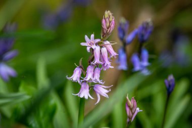 Baharın başlarında açan İspanyol bir Bluebell. Sığ bir alan derinliği var.