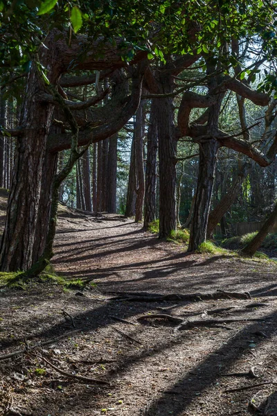 Sluneční Světlo Svítí Mezi Stromy Lesní Cestě — Stock fotografie
