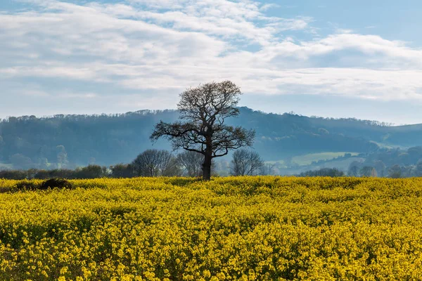 stock image A tree in a field of rapeseed crops with the hills of the South Downs behind