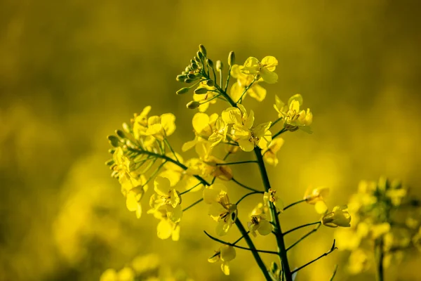 Close Canola Flower Spring Sunshine — Stock Photo, Image