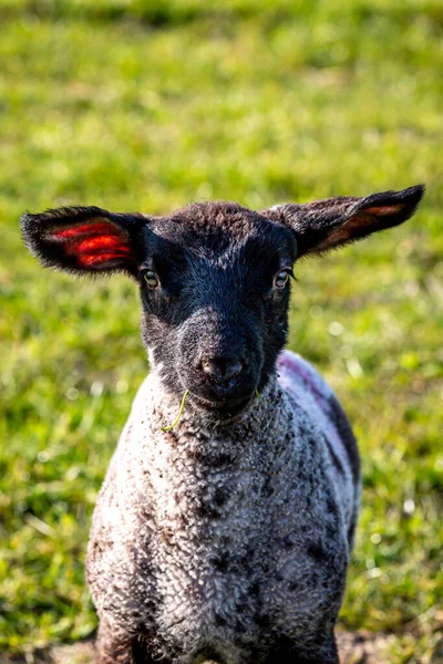 小羊嘴上有草的小羊的特写镜头 有浅浅的田野 — 图库照片