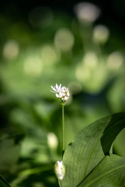 Floare Sălbatică Usturoi Abia Începe Deschidă Într Însorită Primăvară Sussex — Fotografie, imagine de stoc