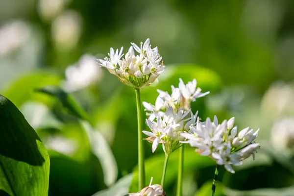 Apropiere Flori Sălbatice Usturoi Care Cresc Pădurea Sussex — Fotografie, imagine de stoc
