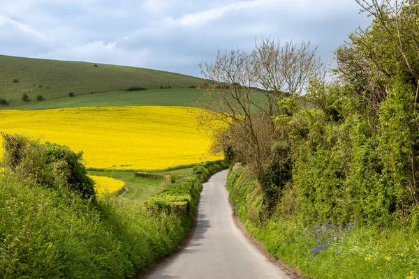 Looking Country Road Sussex Spring Day Field Canola Crops Growing — Stock Photo, Image