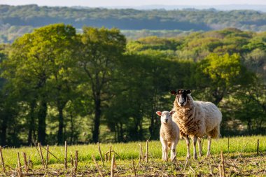 Kameraya bakan koyunlu, kırsal bir Sussex manzarası.