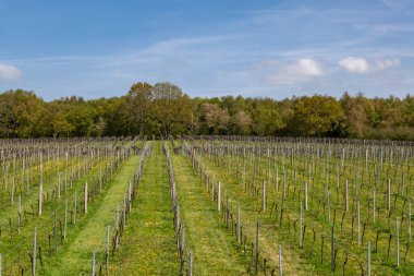 Güneşli bir bahar gününde Sussex 'te asma ağaçları