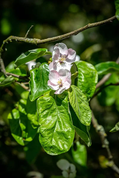 Цветущая Весной Айва — стоковое фото