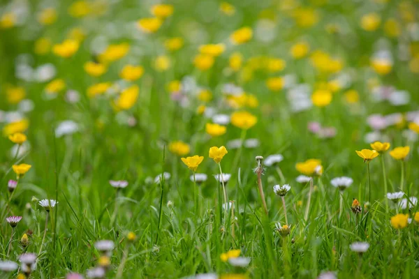 Prado Flores Silvestres Borboletas Margaridas Primavera Com Uma Profundidade Campo — Fotografia de Stock
