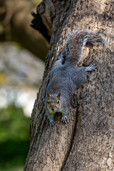 Grey Squirrel Tree Trunk Sussex Shallow Depth Field — Stock Photo, Image