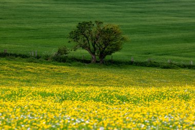 Sussex 'te bir bahar günü sığ bir tarla derinliği olan yabani bir çiçek çayırı.