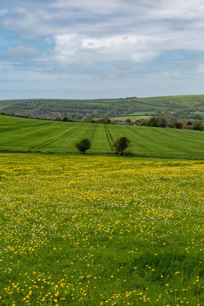 Uma Vista Sobre Terras Agrícolas Sussex Com Campo Copos Manteiga — Fotografia de Stock