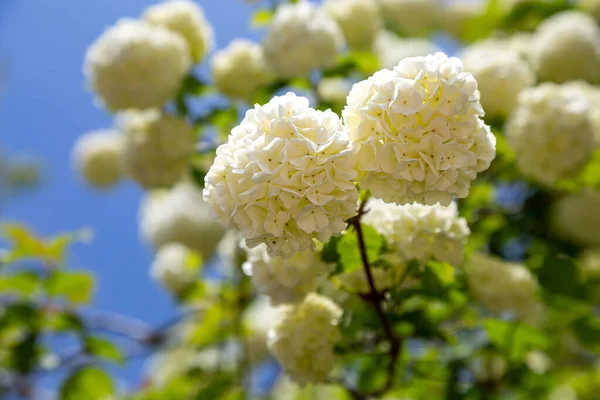 Vacker Vit Viburnum Buske Blom Våren Med Grund Skärpedjup — Stockfoto