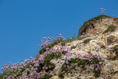 Armeria Maritima çiçekleri, yaygın olarak deniz ürünleri olarak bilinir, Sussex, Seaford 'da bir tebeşir uçurumunda yetişir, mavi gökyüzü ile