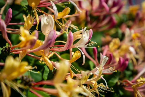Zbliżenie Wiciokrzewu Kwiatach Płytką Głębią Ostrości — Zdjęcie stockowe