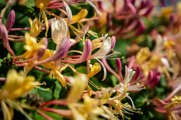 A close up of honeysuckle in flower, with a shallow depth of field