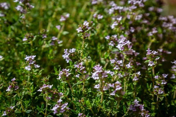 stock image Fresh thyme growing in a herb garden, with a shallow depth of field