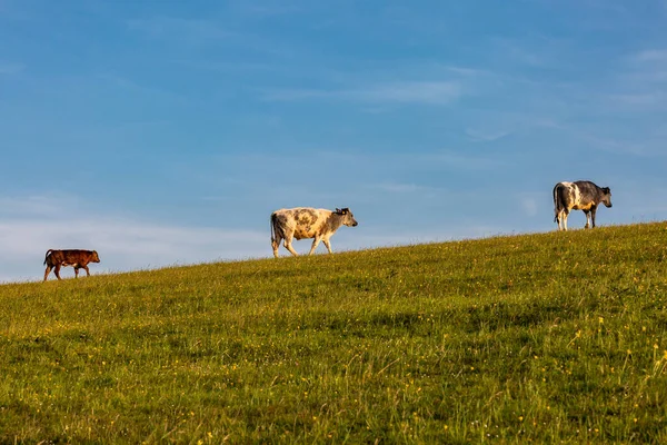 stock image Cows on the horizon with a blue sky behind