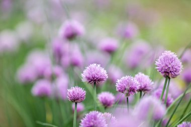 Allium schoenoprasum, yaygın olarak Frenk soğanı olarak bilinir, baharın sonunda çiçek açar.