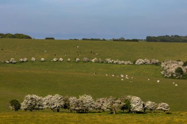 Bahar mevsiminde Güney Tepeleri 'nin yamacında otlayan sığırlar, çiçek açmış şahin dikeni ağaçları ve tepemizde mavi bir gökyüzü.