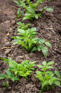 Bahar mevsiminde sığ bir tarlada yetişen patates bitkileri.