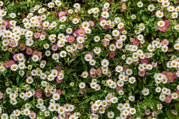 Patrząc Dół Dywan Erigeron Kwiaty Późnym Wiosennym Słońcu — Zdjęcie stockowe