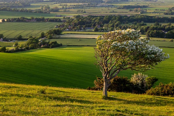Windswept Blossoming Hawthorn Tree Firle Beacon South Downs Sunny Spring — Stock Photo, Image