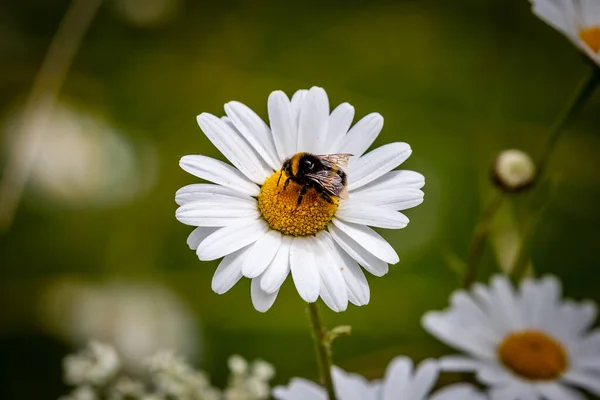 Eine Biene Die Auf Einem Gänseblümchen Hockt Mit Geringer Schärfentiefe — Stockfoto