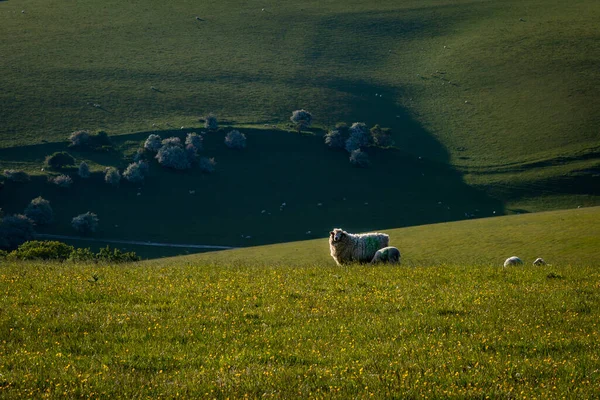 Sheep Grazing South Downs Evening Light — Stock Photo, Image