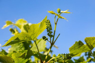 Asmada olgunlaşmamış üzümler yetişiyor, arkasında mavi bir gökyüzü.