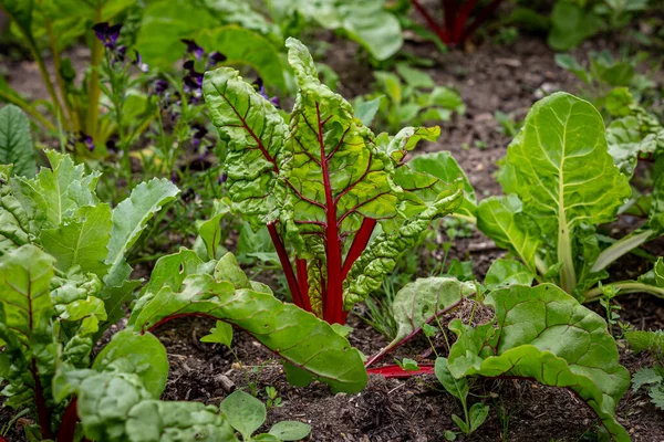 Chard Growing Allotment Shallow Deph Field — Stock Photo, Image