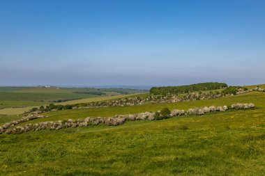 Hawthorn çalıları bahar sonlarında Sussex yamacında çiçek açıyor.