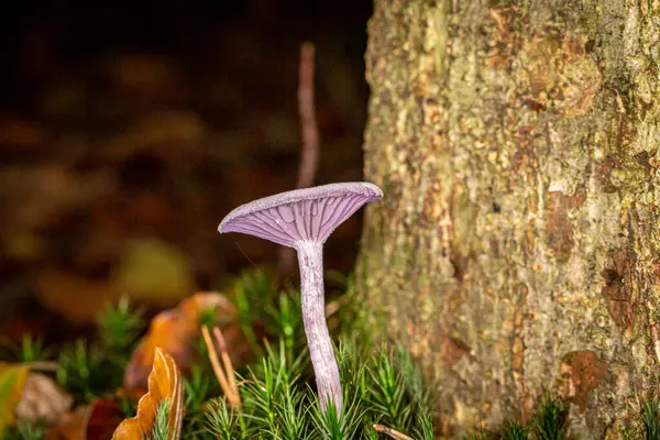 秋の日にサセックスの森で育つ真菌のクローズアップ — ストック写真