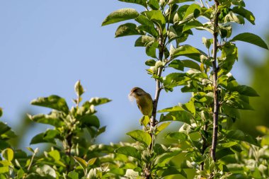 Kloris klorisi, genellikle yeşil ispinoz olarak bilinir, gagasında yuva malzemesi olan bir ağacın yüksek bir dalından dışarı bakar.