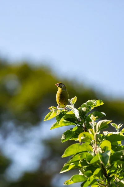 Ein Grünfink Hockt Einem Sonnigen Spätfrühlingstag Einem Baum — Stockfoto
