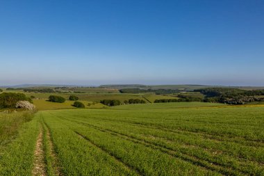 Güneşli bir yaz akşamında, Güney Downs 'taki tarım arazilerine bakıyorum.