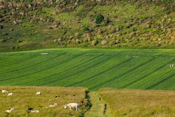Сельский Пейзаж Южных Даунс Овцами Пасущимися Склоне Холма Культурами Растущими — стоковое фото