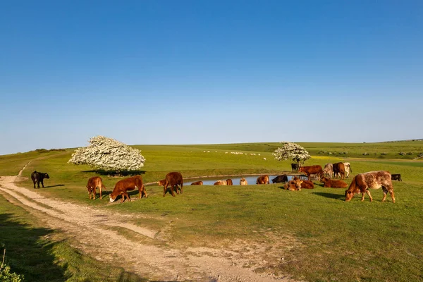 Dichling Beacon Sussex Herd Cows Dew Pond — Stock Photo, Image