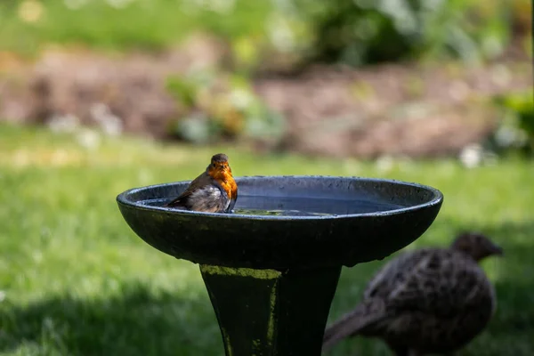 Robin Tomando Banho Banho Pássaro Jardim Sussex — Fotografia de Stock